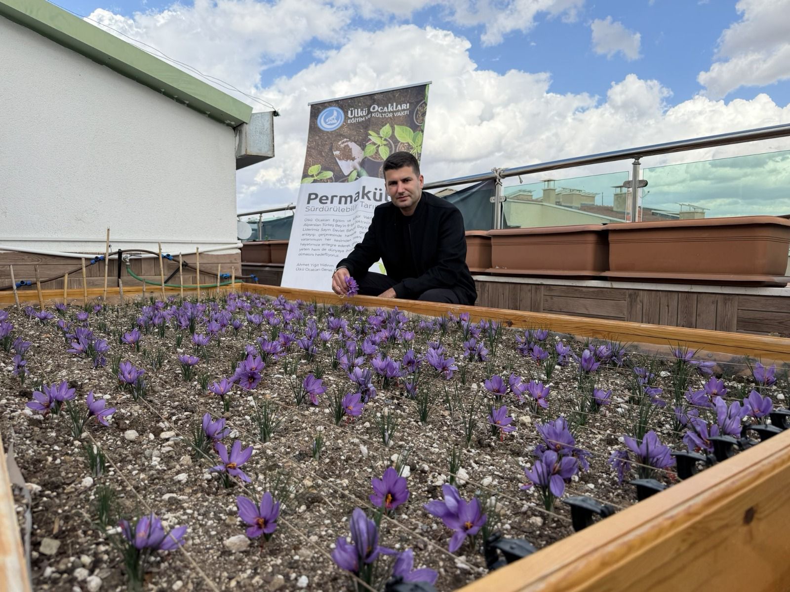 Ülkü Ocakları Genel Merkezi Terasında Safran Hasadı Ülkü Ocakları Genel Merkezi Terasında Safran Hasadı