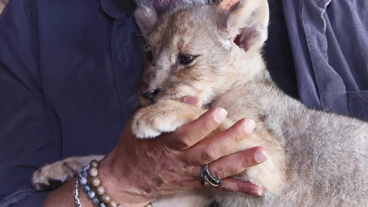Tuzla’da Ele Geçirilen Aslanın Adı Hugo Oldu! Viaport Marina Aslan Park’ta Yaşayacak! Tuzla’da Ele Geçirilen Aslanın Adı Hugo Oldu! Viaport Marina Aslan Park’ta Yaşayacak!